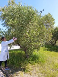 In the framework of the OLIVE_CULTURE project, ATTC Vlora (PB5) has purchased the reagents for the analysis of the DNA of the olive. During this period the sampling of the leaves of the autochthonous olive tree Kalinjot for DNA analysis was completed! A very good experiment and very necessary results!
